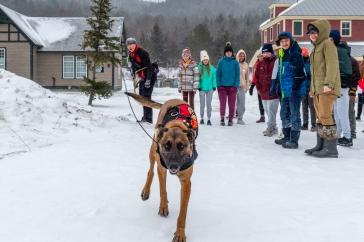 搜索-and-rescue dog runs toward the camera in the snow as school children look on